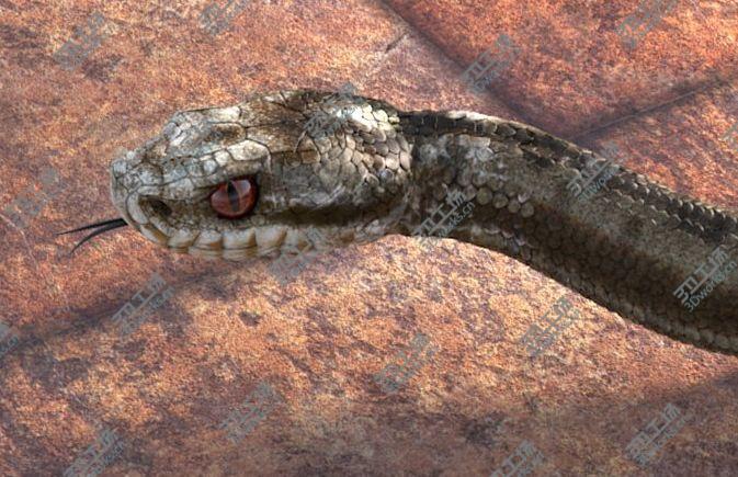 images/goods_img/202104092/Adder Viper Snake/3.jpg